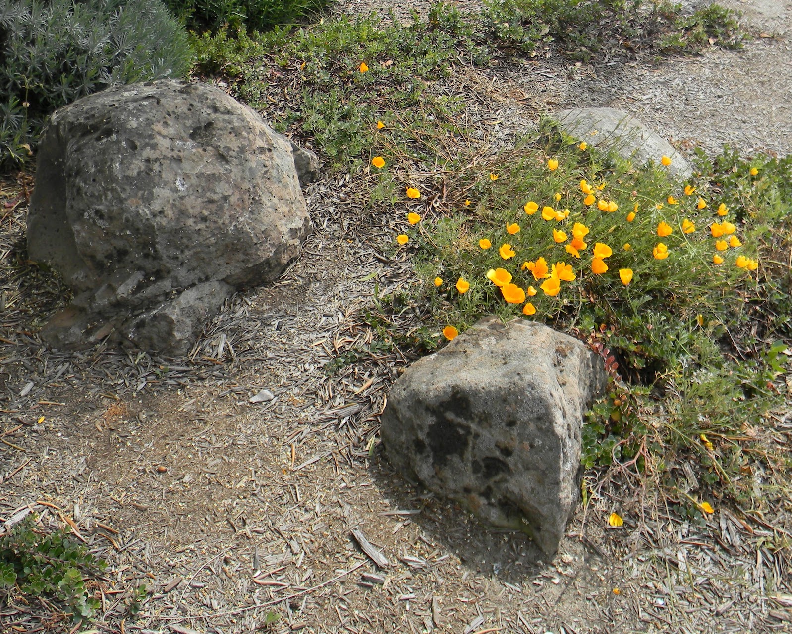 Sierra Granite moss rock from a recent purchase by We Buy Moss Rock