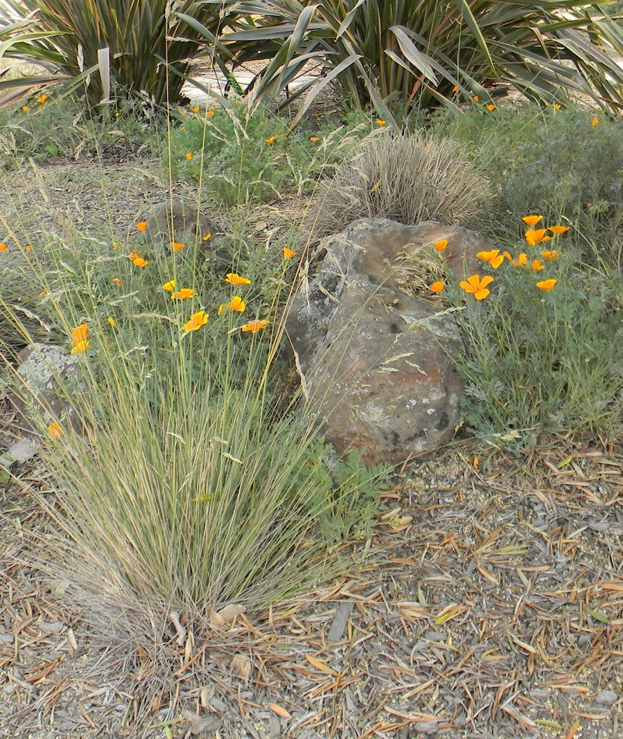Sierra Granite moss rock from a recent purchase by We Buy Moss Rock
