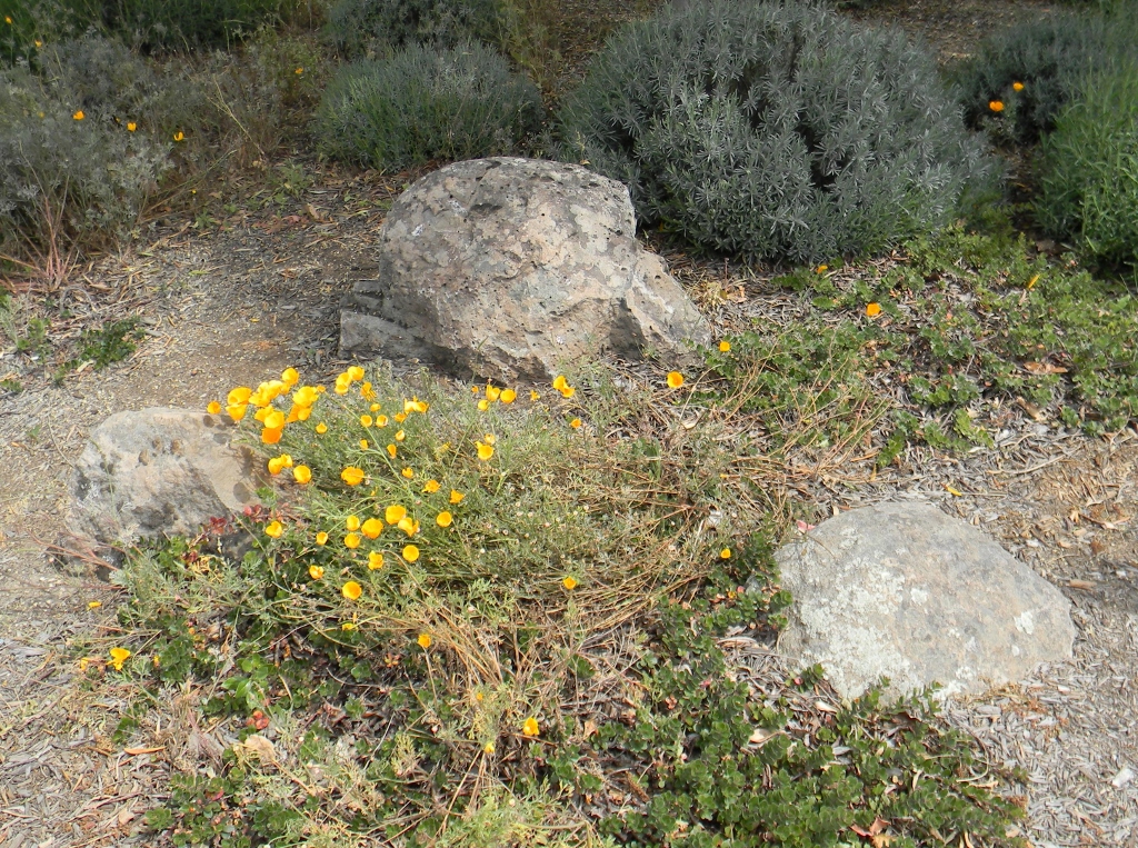 Sierra Granite moss rock from a recent purchase by We Buy Moss Rock