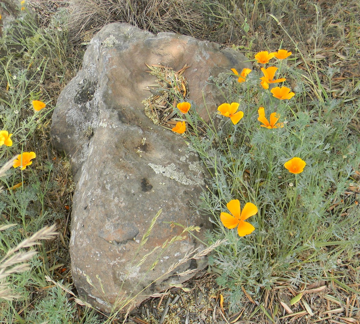 Sierra Granite moss rock from a recent purchase by We Buy Moss Rock