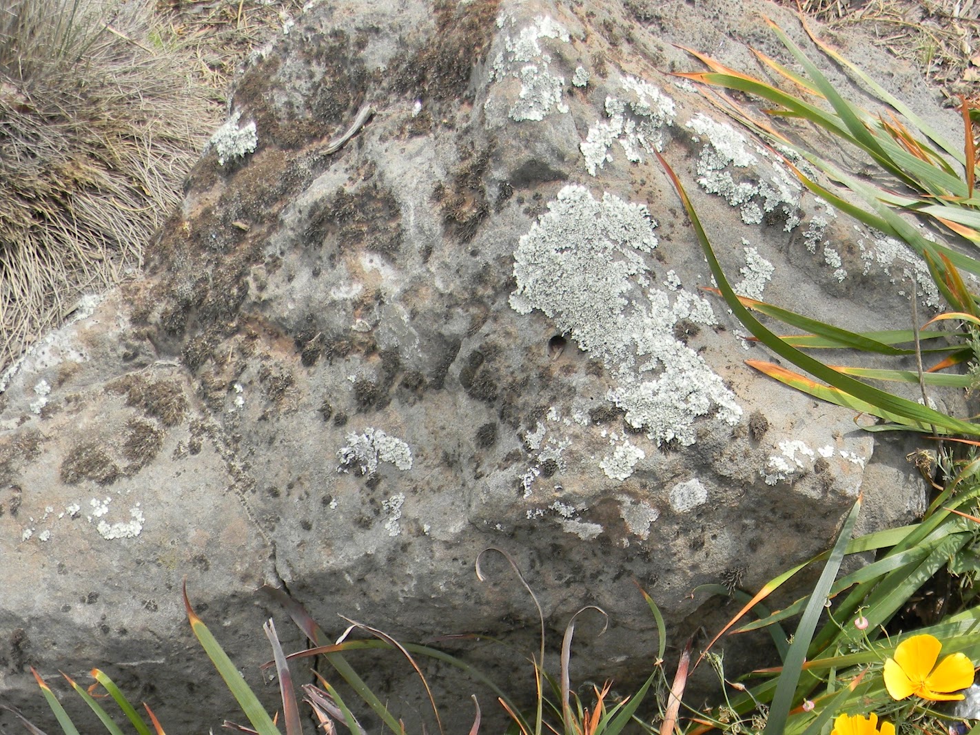 Sierra Granite moss rock from a recent purchase by We Buy Moss Rock