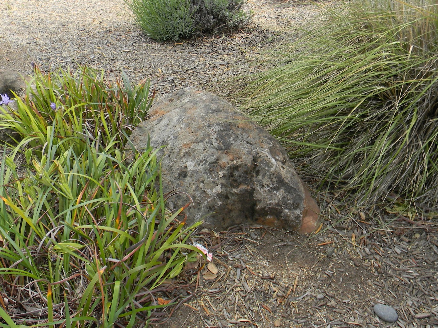 Sierra Granite moss rock from a recent purchase by We Buy Moss Rock