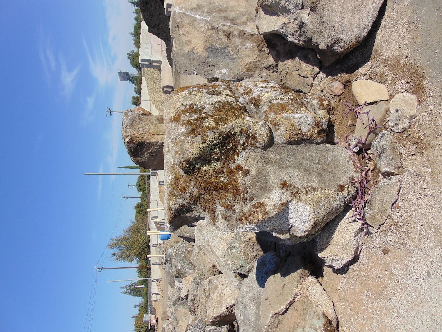 Sierra Foothill moss rock from a recent purchase by We Buy Moss Rock