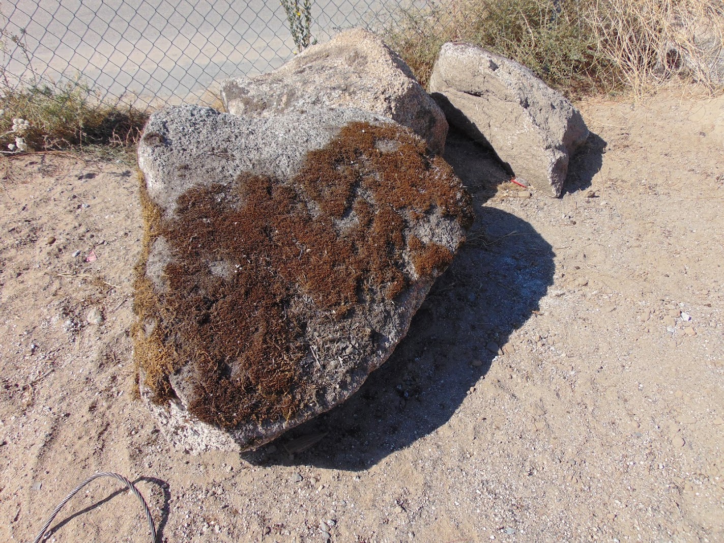 Sierra Foothill moss rock from a recent purchase by We Buy Moss Rock
