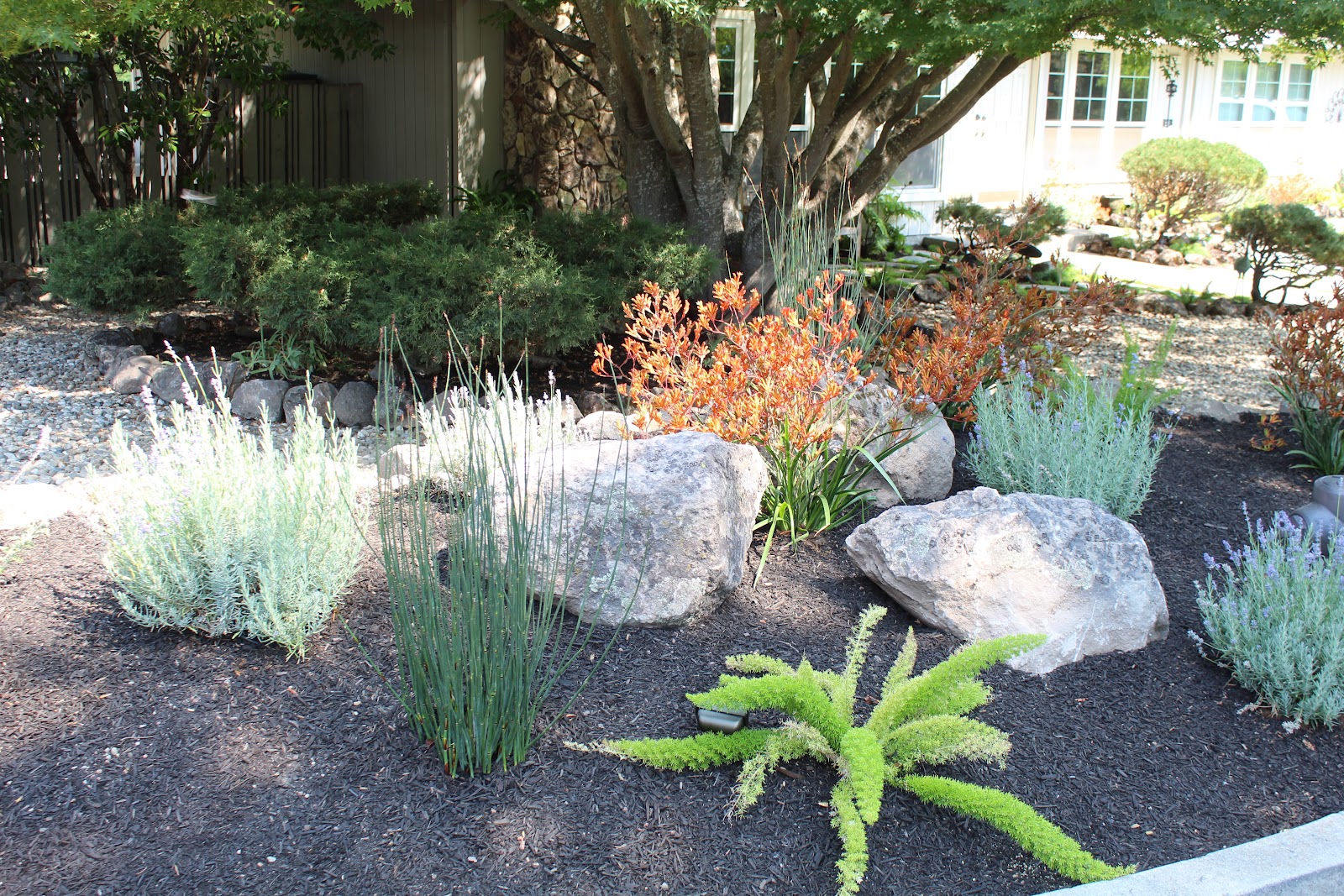 A large moss rock boulder placed as the centerpiece of a California residential landscape